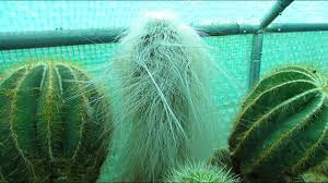 Vector image vector illustration of old man cactus in the pot. The Different Types Of Old Man Cactus Youtube