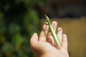 The pet praying mantis was released during october 2020 in claws 'n paws and the sapphire shop. Praying Mantis As Pet How To Pet Your Praying Mantis 2018 Pest Wiki