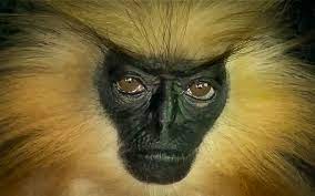 Maybe you would like to learn more about one of these? Golden Langur Spesies Monyet Paling Handsome Di Dunia Iluminasi