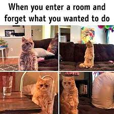 Top Laughing So Hard Cat Memes Bongo Cat Memes 10 Hours In 2020 Cat Memes Funny Cat Memes Animal Memes