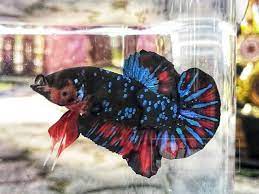 Ya paling gak ikan cupang yang harganya murah. Sang Juara Rm7 000