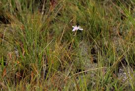 Image result for Moraea stricta
