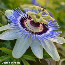 ✅ browse our daily deals for even more savings! Passion Flower Vine Passiflora Caerulea American Meadows