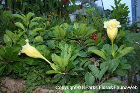 Image result for Solandra