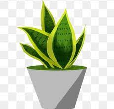 Brown Flower Pot Green Leaves Plantain Leaf Plant Cartoon Illustration Plant Clipart Hand Drawn Potted Illustration Beautiful Potted Plant Png Transparent Cl Green Flower Pots Painted Plant Pots Plant Decor Indoor