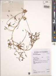 Image result for Lotononis bainesii