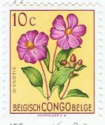 Image result for Dissotis princeps