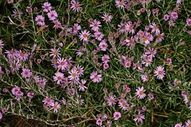 Image result for Athrixia phylicoides