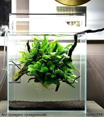 Favourites Tank By Grzegorz Grzegorowski A Delicate Floating Low Tech Plant Ball With Wood Ferns Anubias And Mosses N Aquarium Aquarium Fish Tank Aquascape