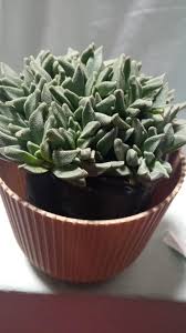 Image result for Nananthus