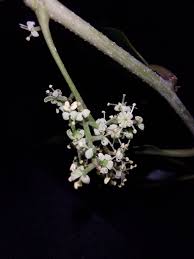 Image result for Embelia libeniana