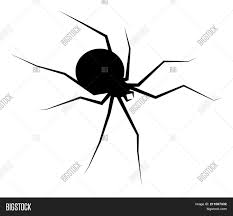 Spider Black Widow Vector Photo Free Trial Bigstock
