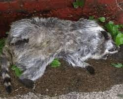 Dead and decomposing animals are a serious health hazard for you, your family, and any pets you may have. Dead Animal Removal New Jersey Widllife Removal Service