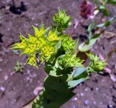 Image result for Physotrichia atropurpurea