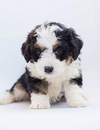 Bernedoodle puppies borne first week of june. The 2021 Bernedoodle Review Ultimate Breed Guide