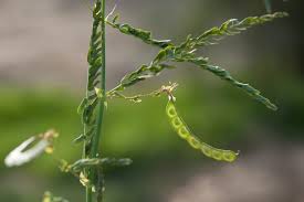 Image result for Aeschynomene