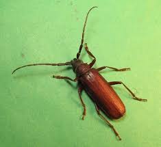 Image result for Burttia prunoides