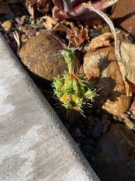 Image result for Euphorbia unicornis