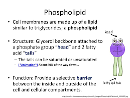 Maybe you would like to learn more about one of these? Lipids Ppt Download