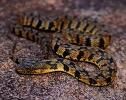 6 venomous snakes in georgia. Diamondback Water Snake Facts Diet Habitat Pictures On Animalia Bio