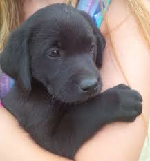 It was the december issue of 1938. Black Lab Puppy Quotes Quotesgram