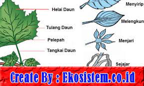 Bagian dari batang yang menjadi tempat duduknya daun disebut nodus. Bagian Bagian Daun Pengertian Struktur Fungsi Dan Gambarnya