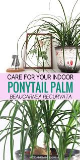 Plant the ponytail palm seed at the same depth as its size. Ponytail Palm Care How To Grow An Indoor Beaucarnea Recurvata Plant