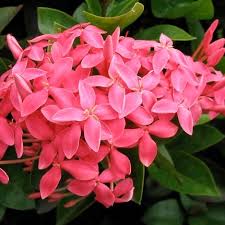 Image result for Ixora narcissodora