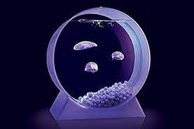 Live Jellyfish Tank Gtfo Not Sure How Much These Little Jellies Will Like Being Mailed To You But Maybe If You M Jellyfish Art Jellyfish Tank Pet Jellyfish