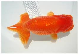 pantip com j4924817 ส งห ก บร นช ม นต างก นตรงไหนอะคะ ปลาสวยงาม ปลา สวยงาม