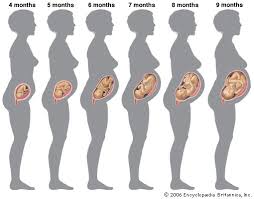 Gestational Age Definition Stages Britannica