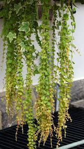Not invasive like the common green type, golden pennywort forms a low super dense. Gardening 101 Creeping Jenny Gardenista
