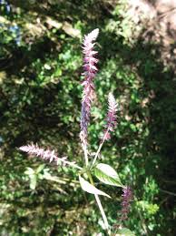 Image result for Achyranthes aspera