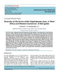 Image result for Deinbollia sp. A