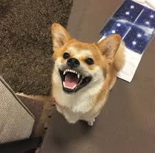 Classic Tuna Beautiful Dog Funny Inu Shiba Shibe Smile