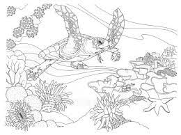 The designs include corals of different patterns and shapes as. Pin By Marnie Middaugh On School Science Swimming Creatures Ocean Coloring Pages Coral Reef Drawing Coral Reef Color
