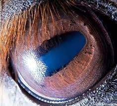 Extreme Close Ups Of Animal Eyes Photos Of Eyes Macro Photography Eyes Eye Close Up