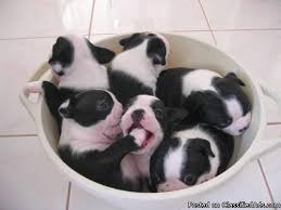 Welcome to my boston babies. Akc Registered Boston Terrier Puppies Price 300 For Sale In Bedford Indiana Best Pets Online