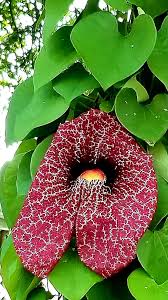Image result for Aristolochia littoralis