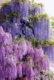Beautiful Colors Beautiful Flowers Purple Flowers Plants