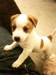 Stinken Cute1 Jack Russell Terrier Puppies Jack Russell Puppies Jack Russell