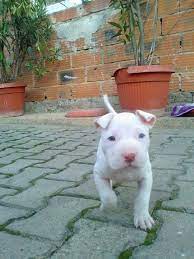 Pin On I Msuchananimallover