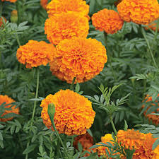 Image result for tagetes)