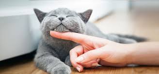 Cats who roam freely outside generally have shorter lives than cats who remain indoors. My Cat Sitting Company Dubai Professional Cat Sitters Dubai Marina