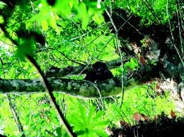 Image result for Landolphia congolensis