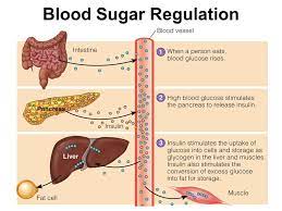 If the body does not need glucose for energy, it stores glucose in the liver and the skeletal muscles in a form called, glycogen. Carbohydrate Storage And Disorders Ppt Video Online Download