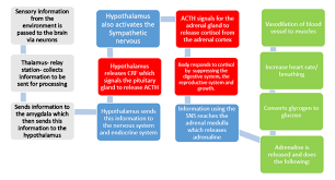 Nervous Endocrine Systems Cgs Psychology Blog Mrs Harris Miss D Cruz