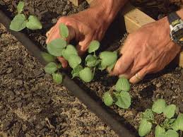 Image result for okra plantation