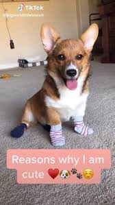 These pups are sensitive, so. Animal Admirer Podabid4 On Pinterest
