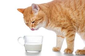 And, increasingly more people stock their fridge with this product. Is Milk Good For Cats We Re All About Cats